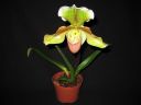 Paphiopedilum_hybridi_VP_20081014_IMG_0148.jpg