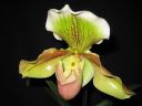 Paphiopedilum_hybridi_VP_20081014_IMG_0151.jpg