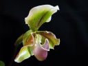 Paphiopedilum_hybridi_VP_20081014_IMG_0807.jpg