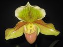 Tiedostonimi=Paphiopedilum_hybridi_VP_20081014_IMG_1793.jpg
Tiedostokoko=53kt
Koko=600x450
Lisätty=05.03.2012 Paphiopedilum_hybridi_VP_20081014_IMG_1793.jpg