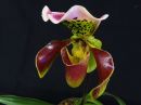 Paphiopedilum_hybridi_VP_20140226_IMG_5717.jpg