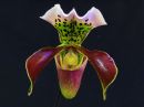 Paphiopedilum_hybridi_VP_20140226_IMG_5718.jpg