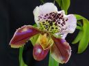 Paphiopedilum_hybridi_VP_20170103_IMG_5724.jpg