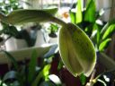 Paphiopedilum_insigne_RS_20060923_IMG_1069.jpg