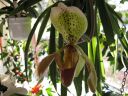 Paphiopedilum_insigne_RS_20060923_IMG_1313.jpg