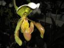 Paphiopedilum_insigne_RS_20060923_IMG_1325.jpg