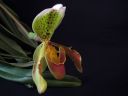 Paphiopedilum_insigne_RS_20060923_IMG_1330.jpg