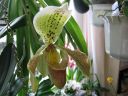 Paphiopedilum_insigne_RS_20060923_IMG_2300.jpg