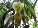 Paphiopedilum_insigne_RS_20060923_IMG_2301.jpg