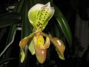 Paphiopedilum_insigne_RS_20060923_IMG_2319.jpg