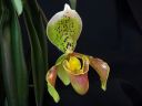 Paphiopedilum_insigne_RS_20060923_IMG_3388.jpg