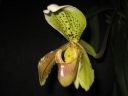 Paphiopedilum_insigne_RS_20060923_IMG_3965.jpg