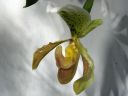 Paphiopedilum_insigne_RS_20060923_IMG_4043.jpg