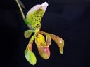 Paphiopedilum_insigne_RS_20060923_IMG_7117.jpg