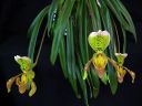 Paphiopedilum_insigne_RS_20060923_IMG_7296.jpg