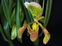 Paphiopedilum_insigne_RS_20060923_IMG_7299.jpg