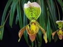 Paphiopedilum_insigne_RS_20060923_IMG_7300.jpg