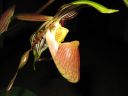 Paphiopedilum_praestans_YT_20090503_IMG_5120.jpg