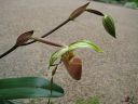 Paphiopedilum_praestans_YT_20090503_IMG_5123.jpg