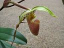 Paphiopedilum_praestans_YT_20090503_IMG_5125.jpg