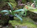 Paphiopedilum_praestans_YT_20090503_IMG_5477.jpg