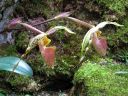 Paphiopedilum_praestans_YT_20090503_IMG_5478.jpg