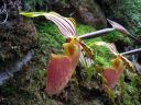 Tiedostonimi=Paphiopedilum_praestans_YT_20090503_IMG_9656.jpg
Tiedostokoko=80kt
Koko=600x450
Lisätty=05.03.2012 Paphiopedilum_praestans_YT_20090503_IMG_9656.jpg