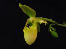 Paphiopedilum_primulinum_Saksa_20171017_IMG_4031.jpg