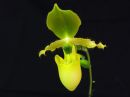 Paphiopedilum_primulinum_Saksa_20171017_IMG_4032.jpg