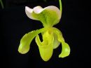 Paphiopedilum_sp__KAU_20091126_IMG_7931.jpg