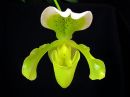 Paphiopedilum_sp__KAU_20091126_IMG_7932.jpg