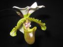 Paphiopedilum_spicerianum_YT_20080505_IMG_0157.jpg