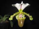 Paphiopedilum_spicerianum_YT_20080505_IMG_0159.jpg