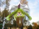 Paphiopedilum_spicerianum_YT_20080505_IMG_9720.jpg