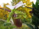 Paphiopedilum_spicerianum_YT_20080505_IMG_9862.jpg