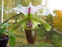 Paphiopedilum_spicerianum_YT_20080505_IMG_9863.jpg