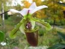 Paphiopedilum_spicerianum_YT_20080505_IMG_9868.jpg