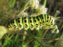 Papilio_machaon_larva_ritariperhonen_toukka_IMG_0896.JPG