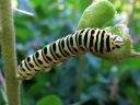 Papilio_machaon_larva_ritariperhonen_toukka_IMG_1318.JPG