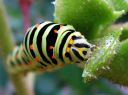 Papilio_machaon_larva_ritariperhonen_toukka_IMG_1321.JPG