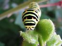 Papilio_machaon_larva_ritariperhonen_toukka_IMG_1324.JPG