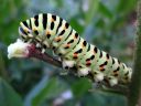 Papilio_machaon_larva_ritariperhonen_toukka_IMG_1550.JPG