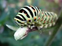 Papilio_machaon_larva_ritariperhonen_toukka_IMG_1551.JPG