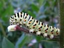 Papilio_machaon_larva_ritariperhonen_toukka_IMG_1554.JPG