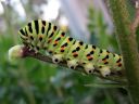 Papilio_machaon_larva_ritariperhonen_toukka_IMG_1556.JPG