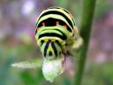 Papilio_machaon_larva_ritariperhonen_toukka_IMG_1559.JPG