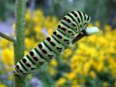 Papilio_machaon_larva_ritariperhonen_toukka_IMG_1563.JPG