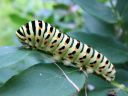 Papilio_machaon_larva_ritariperhonen_toukka_IMG_1577.JPG