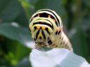 Papilio_machaon_larva_ritariperhonen_toukka_IMG_1578.JPG