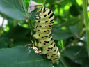 Papilio_machaon_larva_ritariperhonen_toukka_IMG_1755.JPG